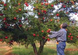 Yol kənarındakı meyvələri sakinlər yığa bilər? - AÇIQLAMA