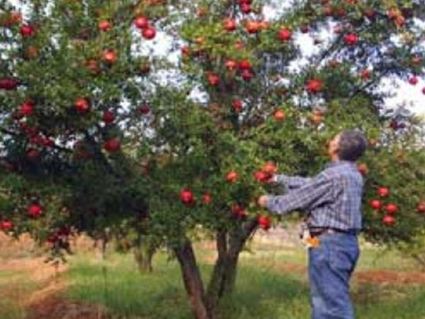 Yol kənarındakı meyvələri sakinlər yığa bilər? - AÇIQLAMA