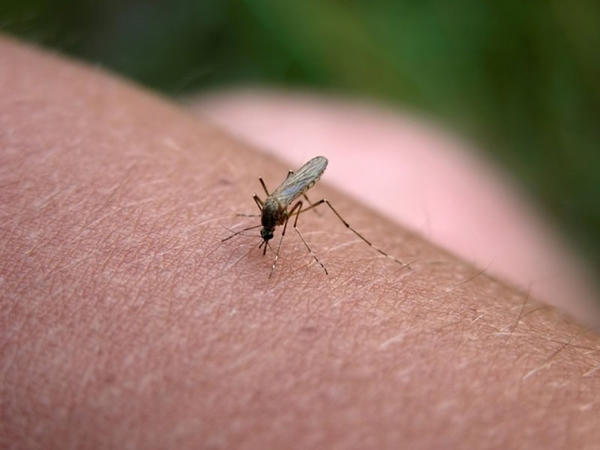 Ağcaqanadlar vasitəsilə virus yayılır