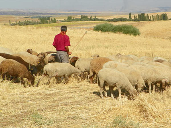 Çoban mal-qara otararkən ÖLDÜ