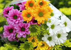 Gülləri uzun müddət necə saxlamaq olar?