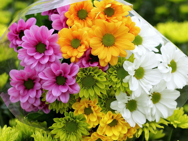 Gülləri uzun müddət necə saxlamaq olar?