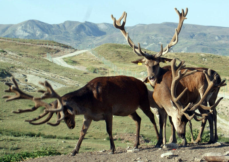 Azərbaycan maralı - FOTO