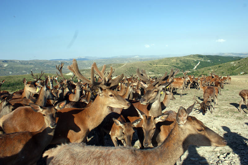 Azərbaycan maralı - FOTO