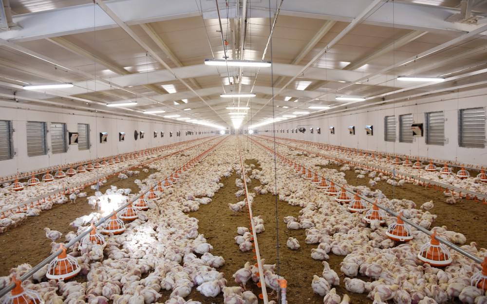 Prezident İlham Əliyev: "Gələn il də ölkəmizin uğurlu inkişafı üçün heç bir problem görmürəm" - FOTO