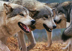 Canavar hücumları sakinləri təşvişə saldı