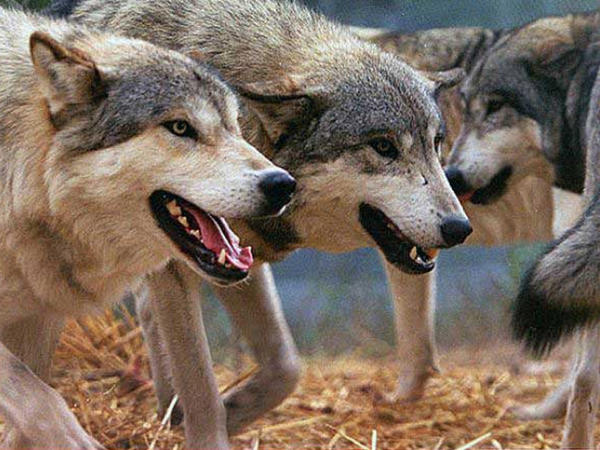 Canavar hücumları sakinləri təşvişə saldı