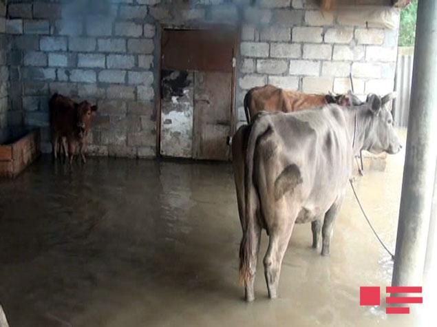 Azərbaycanın cənubunda evlər su altında qaldı, yollar bağlandı, 150-yə yaxın ailə köçürüldü - YENİLƏNİB - FOTO