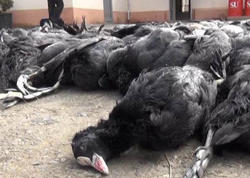 Dəniz kənarında kütləvi quş ölümü - SƏBƏB NƏDİR?