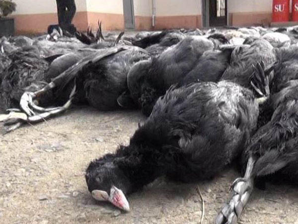 Dəniz kənarında kütləvi quş ölümü - SƏBƏB NƏDİR?