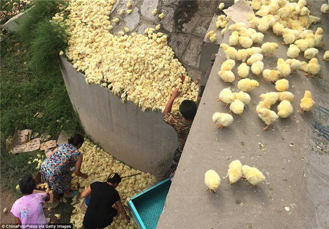 10 min cücə yola səpələndi - FOTO