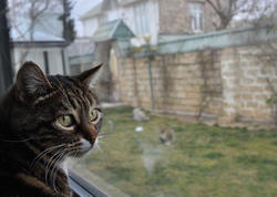 Kürdəmir sakini pişiyi ASDI: səbəb dəhşətə gətirir - <span class="color_red">VİDEO</span>