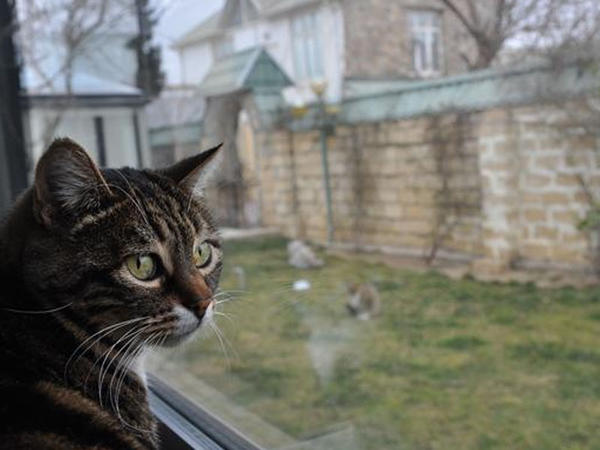 Kürdəmir sakini pişiyi ASDI: səbəb dəhşətə gətirir - <span class="color_red">VİDEO</span>