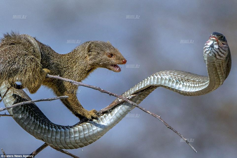 Ovçu şikara çevrildi - FOTO