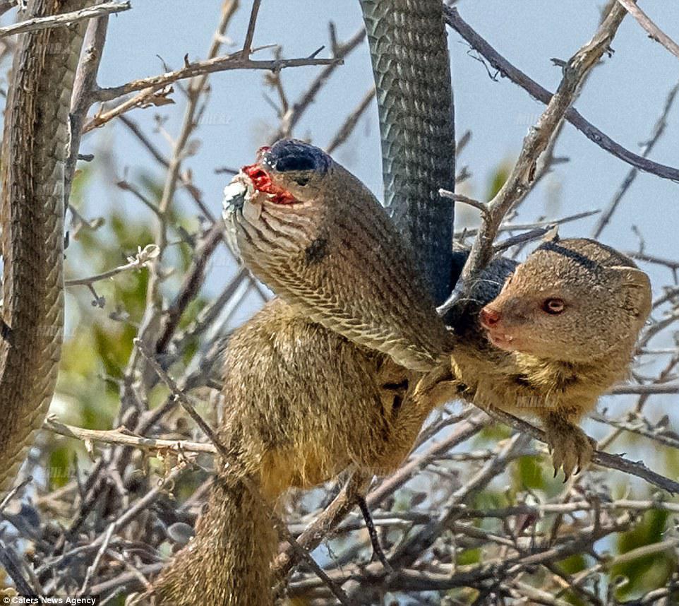 Ovçu şikara çevrildi - FOTO