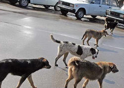 Bakıda sahibsiz itlər kabusu: Təkcə bir qəsəbədə 65 adamı dişləyiblər