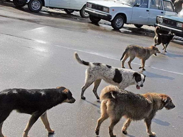 Bakıda sahibsiz itlər kabusu: Təkcə bir qəsəbədə 65 adamı dişləyiblər