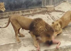 Hindistanda Asiya şirləri üç gündə iki uşaq yeyiblər