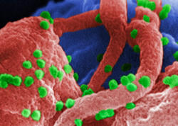 Yaşlı hüceyrələri yenidən cavanlaşdırmaq mümkün olacaq