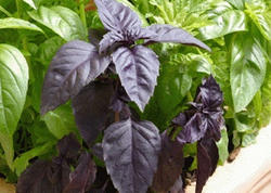 Reyhan sağlamlığa necə təsir edir?