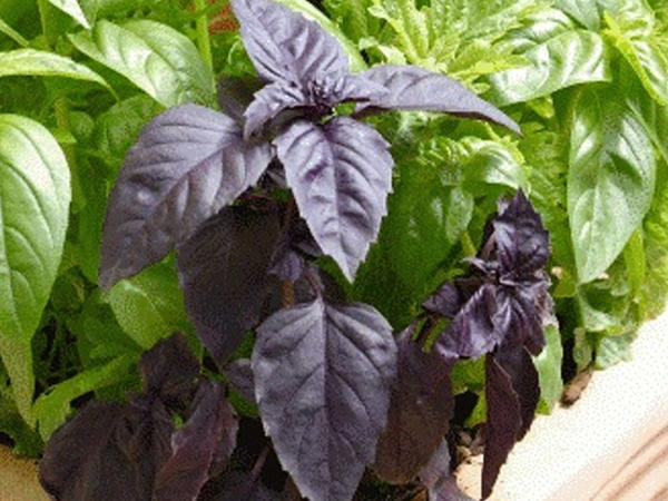 Reyhan sağlamlığa necə təsir edir?