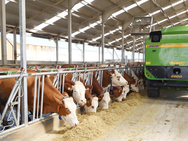 Heyvandarlıqda yeni subsidiya modeli: Fermerlər üçün nə dəyişəcək?