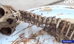 Beyləqanda evin içindən naməlum heyvanın skeleti tapıldı - VİDEO - FOTO