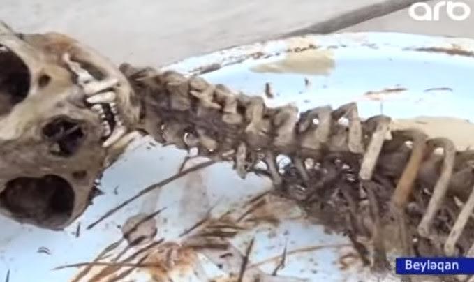Beyləqanda evin içindən naməlum heyvanın skeleti tapıldı - VİDEO - FOTO