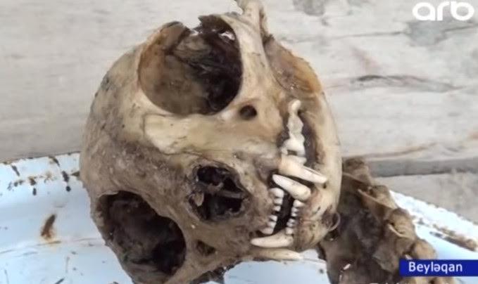 Beyləqanda evin içindən naməlum heyvanın skeleti tapıldı - VİDEO - FOTO