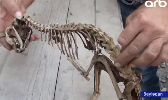 Beyləqanda evin içindən naməlum heyvanın skeleti tapıldı - VİDEO - FOTO