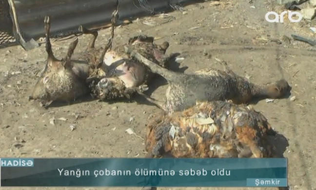 Şəmkirdə çoban fermada yandı - VİDEO - FOTO