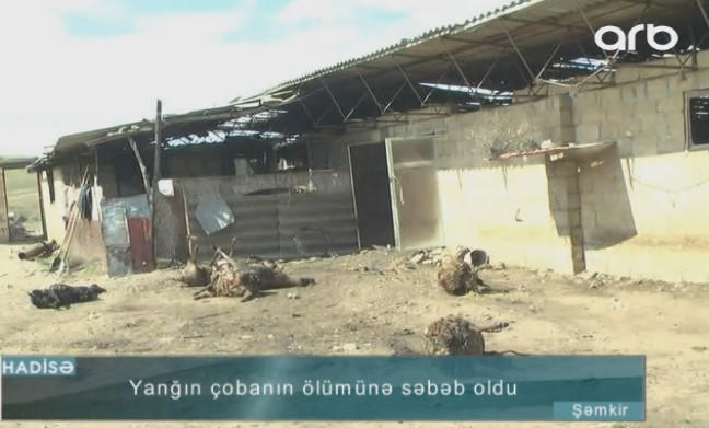 Şəmkirdə çoban fermada yandı - VİDEO - FOTO