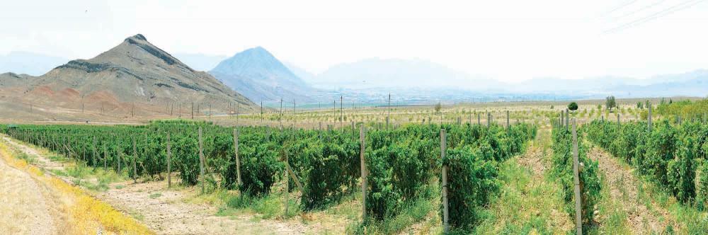 Gəlirli sahə olan üzümçülük Naxçıvanda yeni inkişaf mərhələsini yaşayır