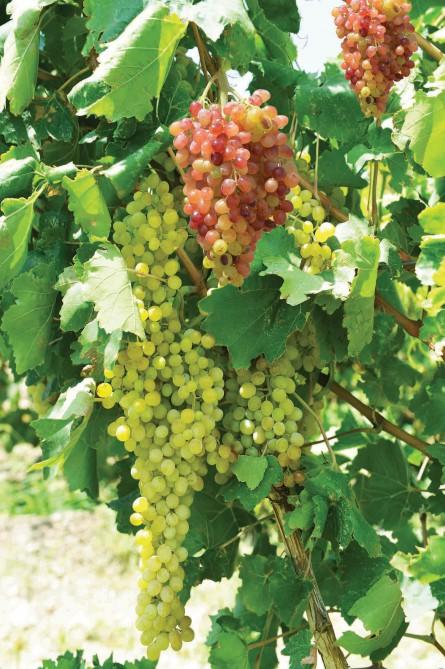 Gəlirli sahə olan üzümçülük Naxçıvanda yeni inkişaf mərhələsini yaşayır