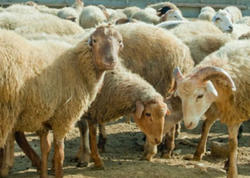 Somalidən gətirilən ət satış üçün deyilmiş – RƏSMİ