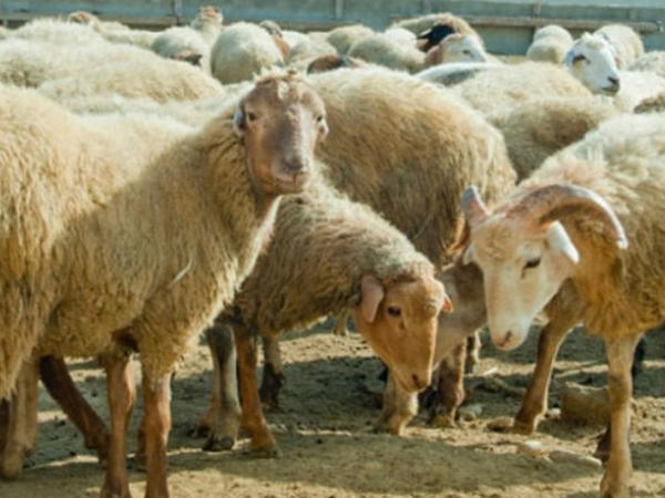 Somalidən gətirilən ət satış üçün deyilmiş – RƏSMİ