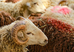 Ölkə üzrə qurbanlıq məntəqələr müəyyənləşdi - TAM SİYAHI