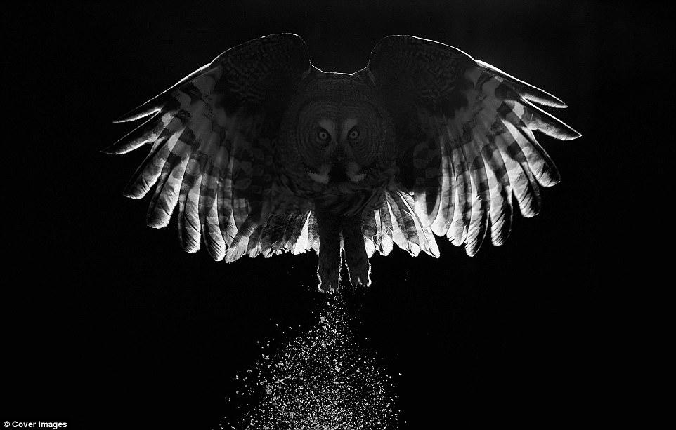 İlin ən yaxşı quş fotoları - FOTO