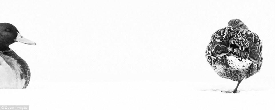 İlin ən yaxşı quş fotoları - FOTO