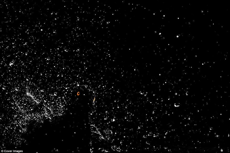 İlin ən yaxşı quş fotoları - FOTO