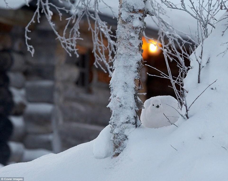 İlin ən yaxşı quş fotoları - FOTO