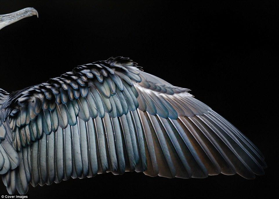 İlin ən yaxşı quş fotoları - FOTO