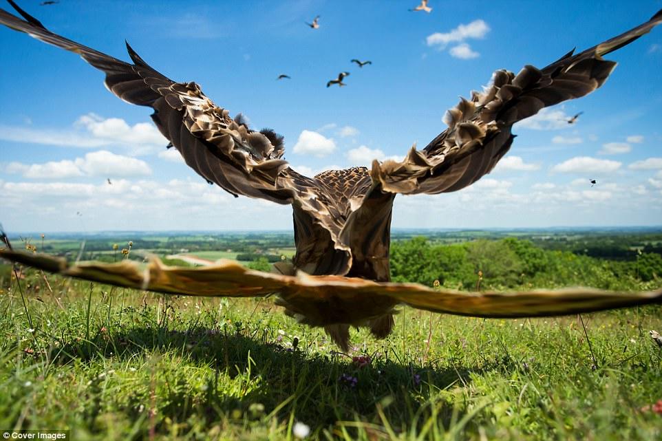 İlin ən yaxşı quş fotoları - FOTO