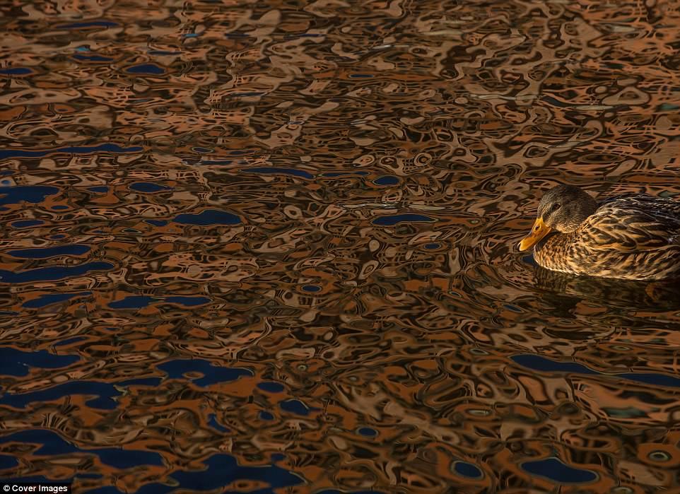 İlin ən yaxşı quş fotoları - FOTO