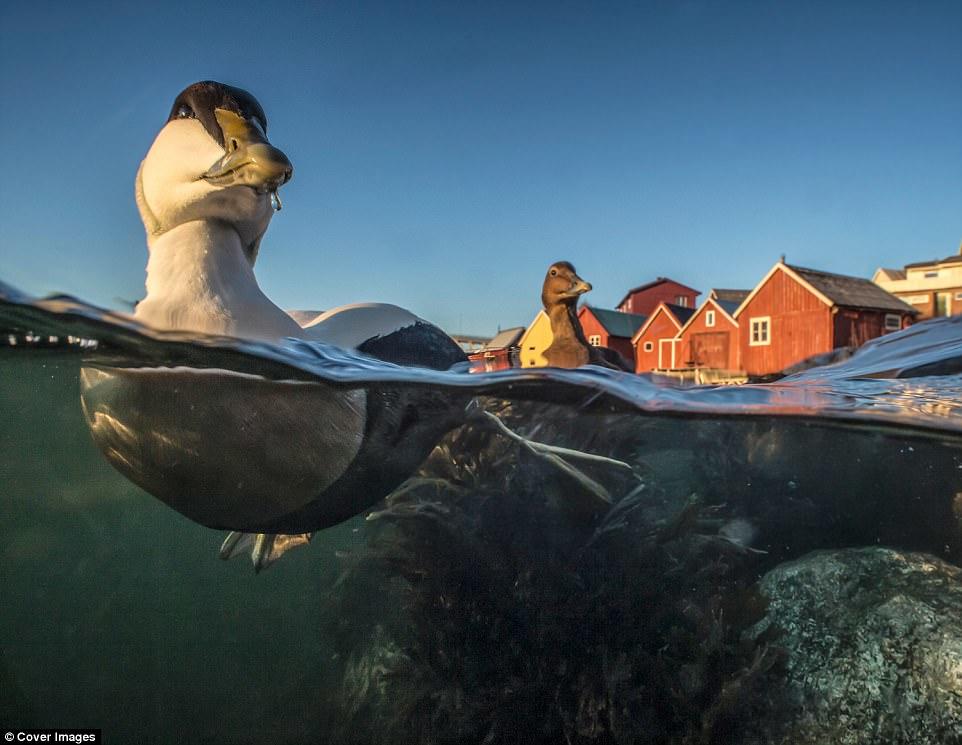 İlin ən yaxşı quş fotoları - FOTO
