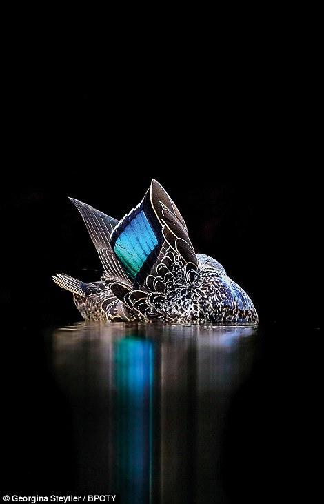 İlin ən yaxşı quş fotoları - FOTO