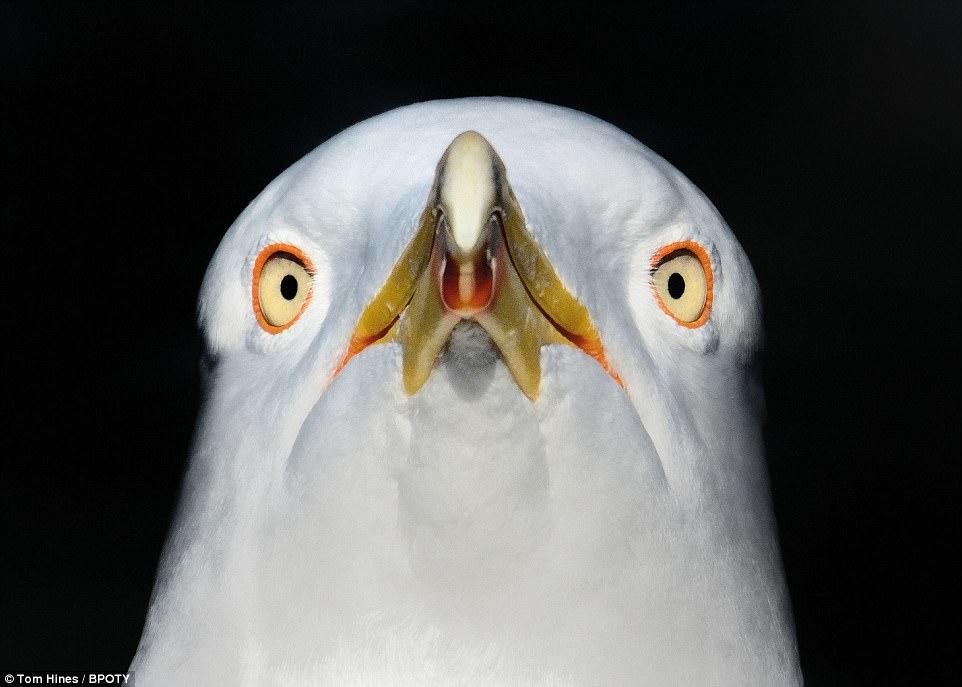 İlin ən yaxşı quş fotoları - FOTO