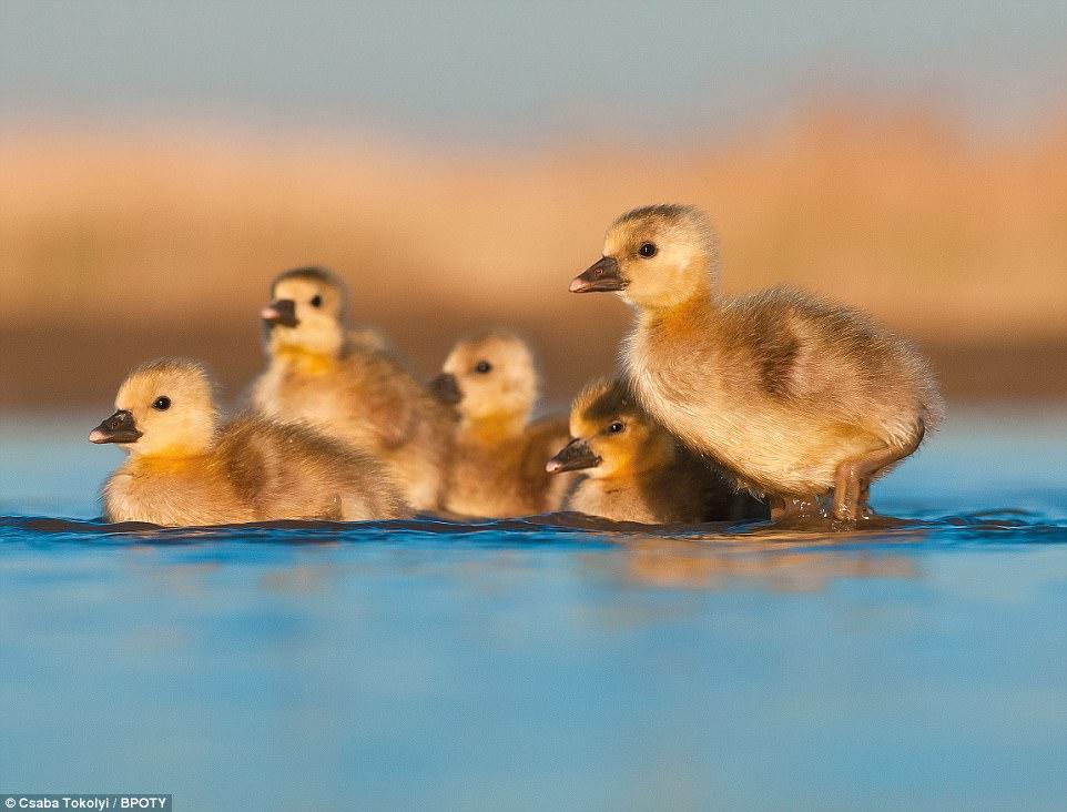 İlin ən yaxşı quş fotoları - FOTO