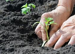 Banan qabıqları güllərdə möcüzə yaradır: Tropik gübrənin gizli potensialı