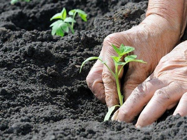 Banan qabıqları güllərdə möcüzə yaradır: Tropik gübrənin gizli potensialı